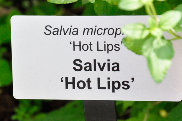 Salvia Hot Lips flower sign